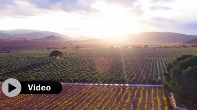 Bodegas Francisco Gómez, el resultado del sueño de una niñez