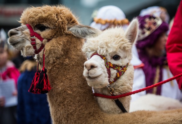 Los nanocuerpos de alpaca neutralizan potentemente las variantes del SARS-CoV-2