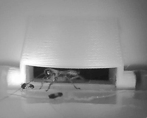 La tecnología murciana que aterroriza a los insectos: Coplain desarrolla un sensor de plagas