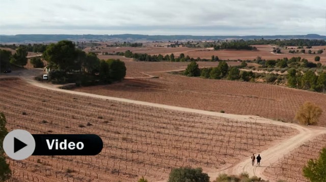 UVE convierte a Requena en capital mundial del cava ecológico