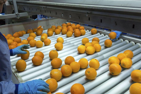 La Dana también marca el convenio de manipulado de cítricos: la patronal quiere ampliar la jornada