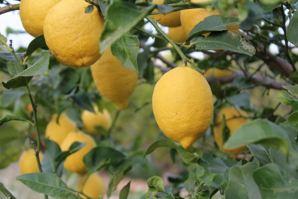 La guerra por el precio más bajo hace peligrar la hegemonía de los cítricos murcianos 