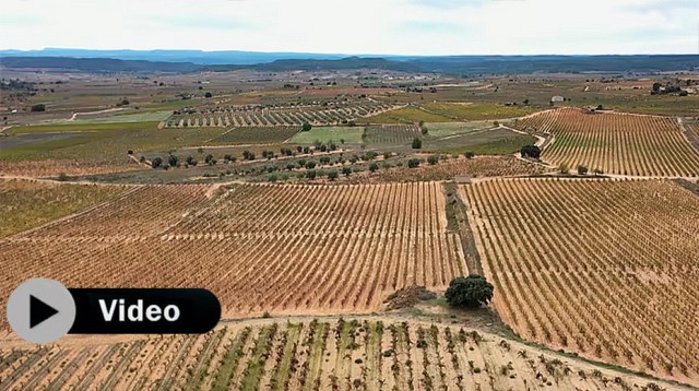 Bobal de San Juan: viñas viejas y cemento crudo, una combinación mágica