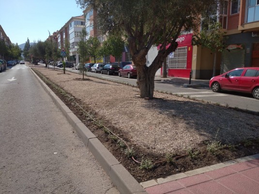Una nueva imagen para la mediana de la calle Pintor Muñoz Barberán de El Palmar