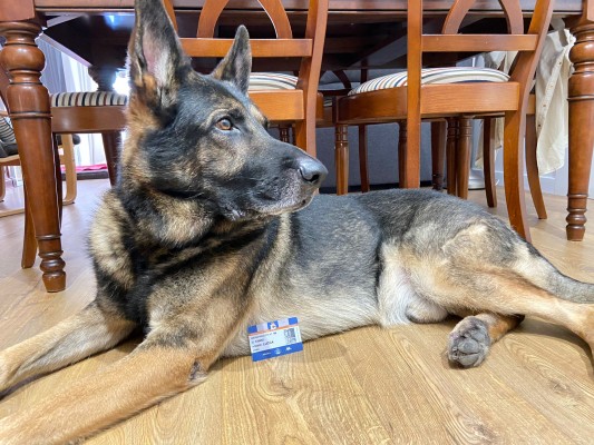 Luca, el perro cartagenero que muestra fidelidad al Deportivo de la Coruña a más de 1.000 kilómetros