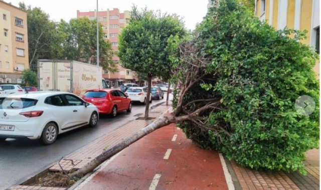 Árboles caídos, rescates y ramblas desbordadas: las tormentas se ceban con Molina y Cartagena