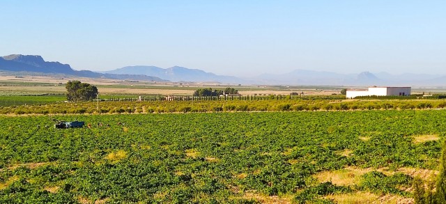 El calor ha acelerado la recogida de la uva en Jumilla en una cosecha 