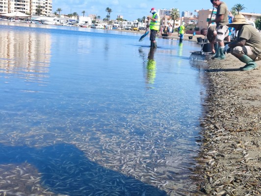 Miles de peces muertos llegan por quinto día consecutivo a orillas de La Manga y los vecinos estallan