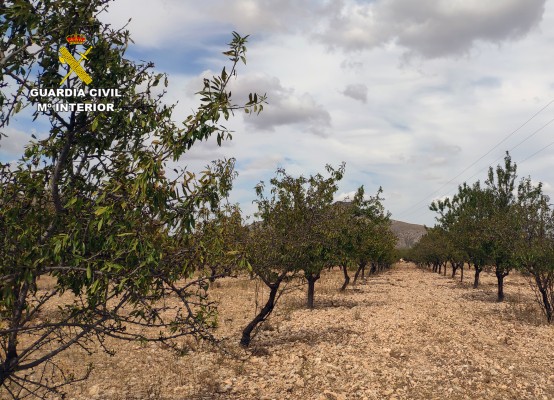 Recuperan más de 5 toneladas de almendra robadas en una finca de Abanilla