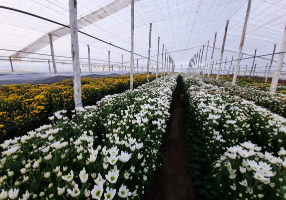 El sector de la flor cortada se marchita: 
