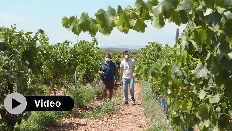 Carlón, un antiguo vino castellonense que hoy renace