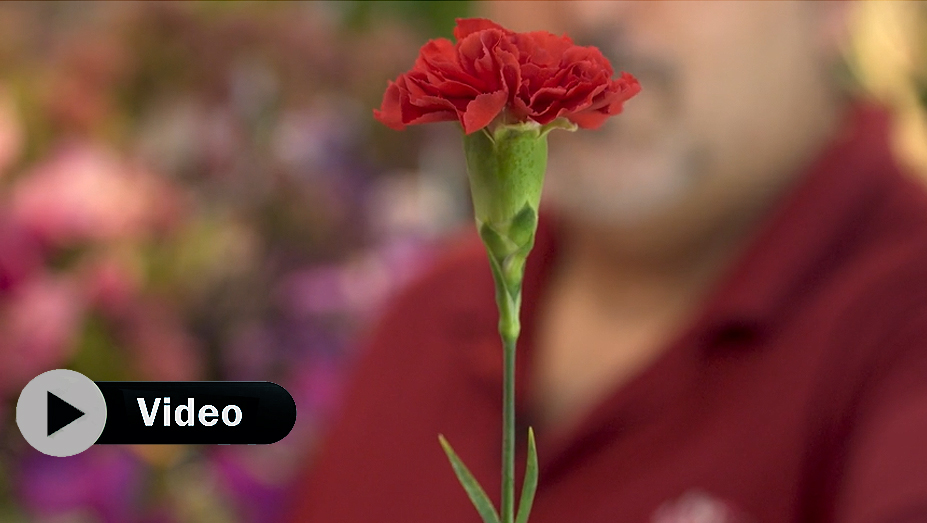 Las fallas afrontan unas fiestas sin claveles por el cambio de fechas   