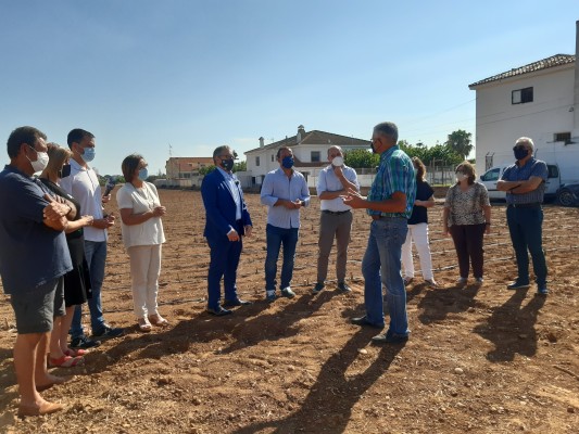 La Carxofa de Benicarló millorarà la seua qualitat vegetal gràcies al suport de la Diputació