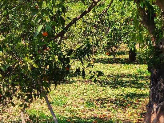 El Ayuntamiento de Moncofa solicitará ayudas para los agricultores locales por el granizo 
