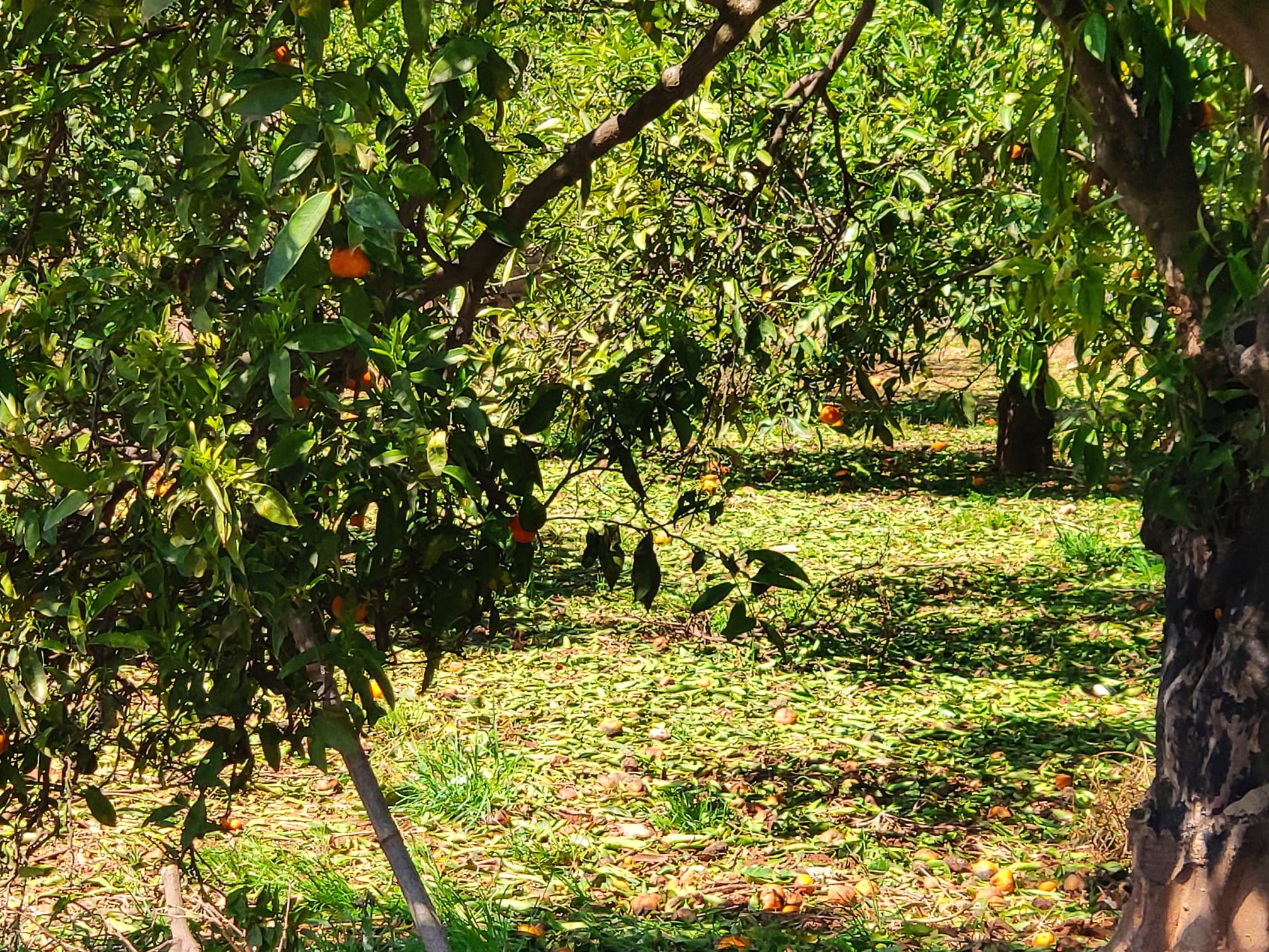 El Ayuntamiento de Moncofa solicitará ayudas para los agricultores locales por el granizo 