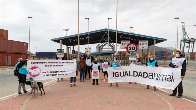 Protestas de activistas de Igualdad Animal en Cartagena por el caso de los terneros del 'Karim Allah' 