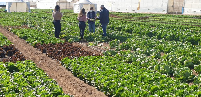 ¿Lechugas sólo para hamburguesas o snacks?: la innovación varietal hortícola brilla estos días en la Región de Murcia
