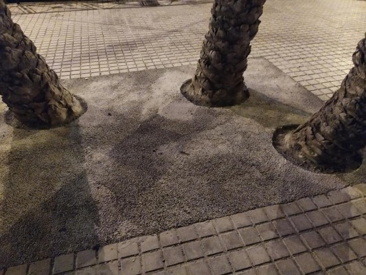 Parterres repletos de cemento en Elche que impiden que la palmeras se nutran correctamente