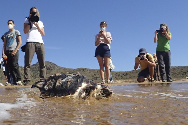 Del Oceanográfic a Calblanque: diez tortugas bobas regresan al mar tras un año en cautividad