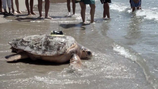 La Fundación Azul Marino y Oceanogràfic sueltan una tortuga de 100 kilos en Oropesa del Mar