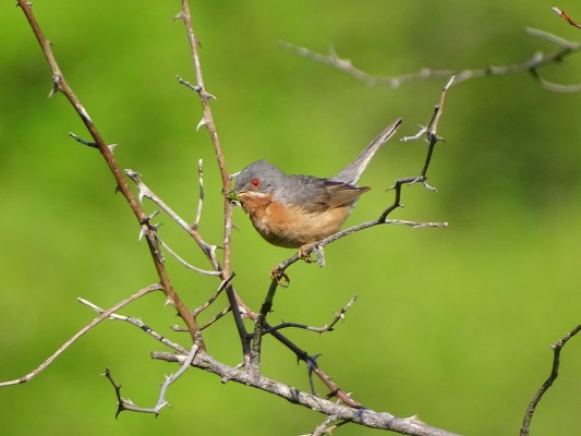 El Grup Au d’Ornitologia de Castelló detecta 115 especies de aves en el sudoeste de la provincia