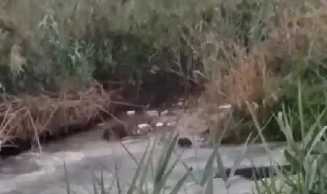 Vuelve la vida al río Segura: graban a dos nutrias a la altura del municipio de Almoradí