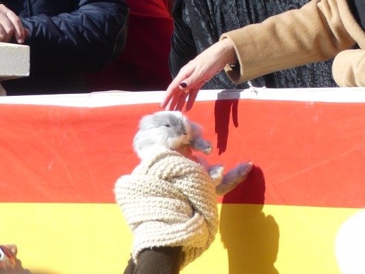 A golpe de hisopo para que San Antón bendiga a las mascotas en Cartagena y Murcia