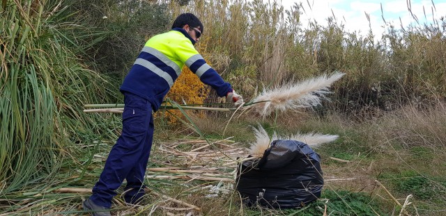 Adiós a la flora exótica en la Desembocadura del Millars: el Consorcio elimina plumeros de la pampa