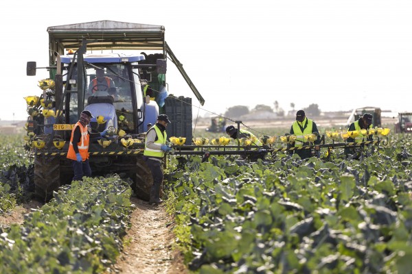 Del campo en Roldán a la mesa de un londinense en menos de 48 horas y con la misma calidad