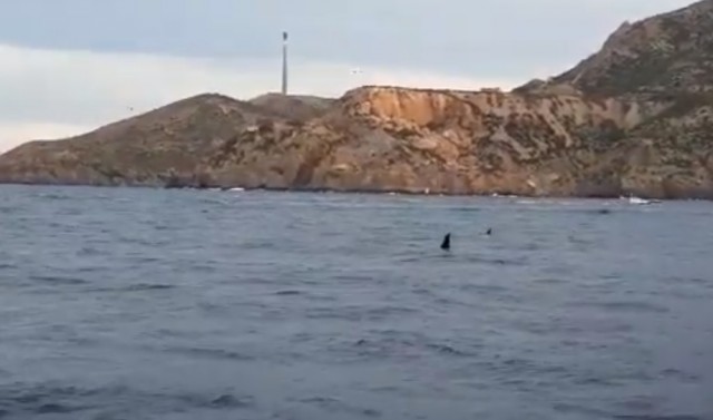 Avistan un grupo de orcas en la bocana del Puerto de Cartagena