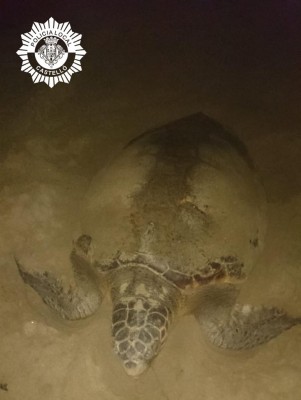 Una tortuga boba desova en plena playa del Serradal y moviliza a policías y expertos en recuperación de especies