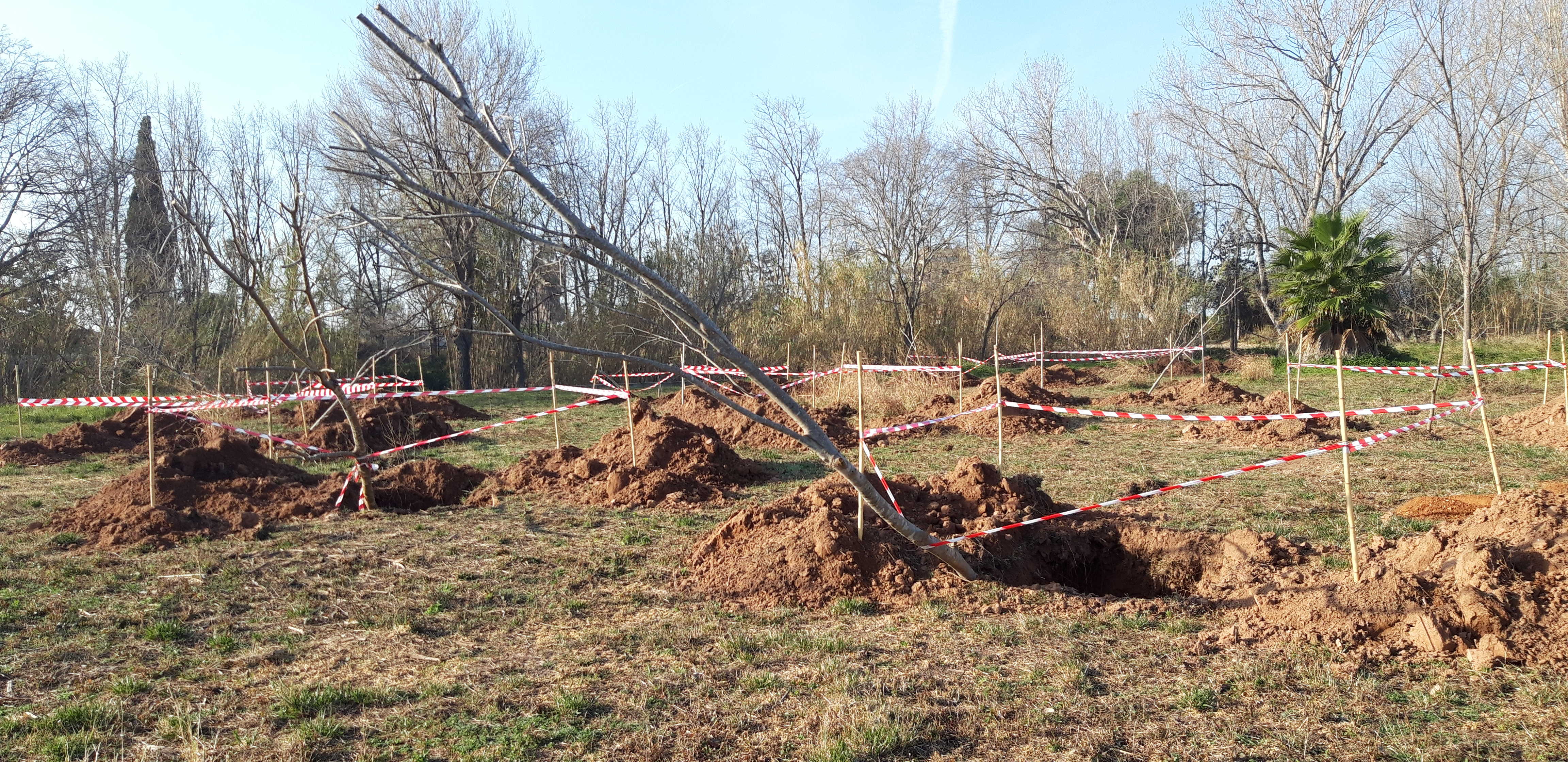 Burriana impulsa la reforestación en el Clot con la

plantación de decenas de árboles
