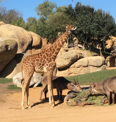 Bioparc cumple 10 años con 5 millones de visitantes y 335 crías nacidas