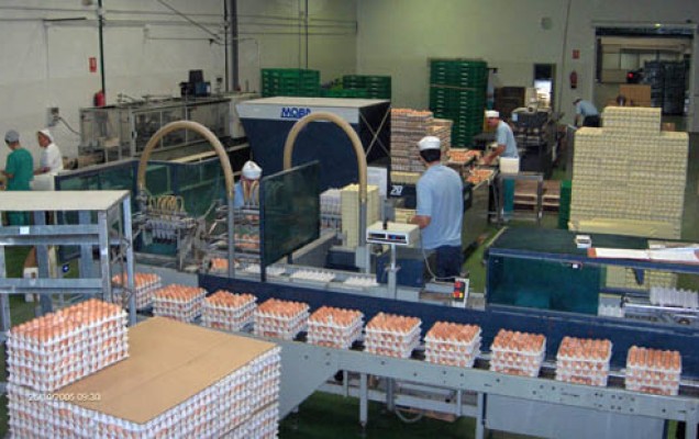 Huevos Guillén, interproveedor de Mercadona, eleva sus ventas un 2,5%