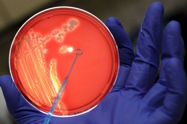 Una bacteria con un gen insecticida clonado podría ayudar a millones de infectados con parásitos intestinales
