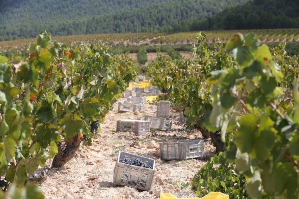 Murcia es la sexta provincia en exportación de vino con 175 millones de euros en 2023
