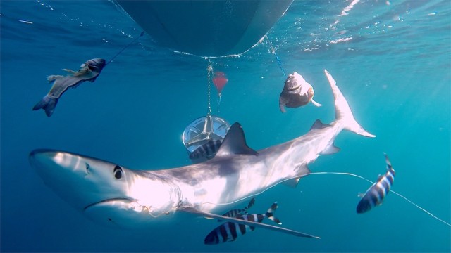 La Fundación Marilles lidera en Oropesa un proyecto pionero para conservar de tiburones y rayas