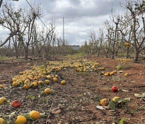 La dana afecta a 25.500 hectáreas aseguradas y 50.000 parcelas, según Agroseguro