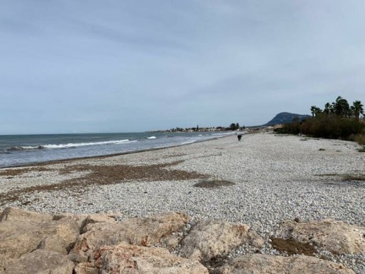 Dénia decide continuar en solitario el proyecto ‘Vive la posidonia’ tras la renuncia de una de las tres ciudades socias  