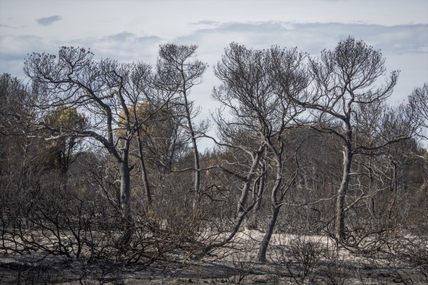 El acusado de los incendios en El Saler se sentará en el banquillo el 10 de abril