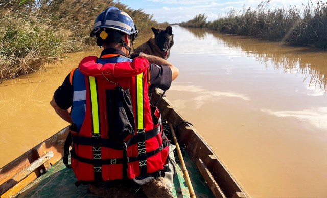Nilo, pastor belga de la unidad canina de Castellón, localizó el 7 de noviembre una víctima en Catarroja
