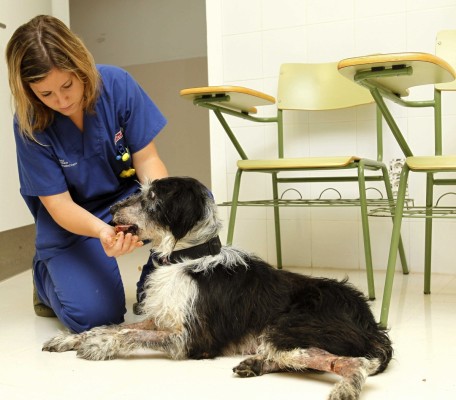 Las clínicas veterinarias se manifiestan contra la 