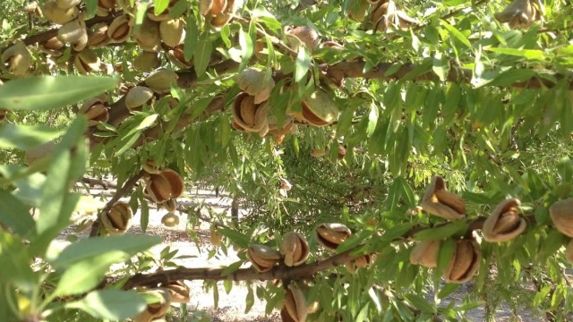 Balance climático en el campo: la sequía y la Dana se ensañan con el almendro, la trufa y vid en Castellón