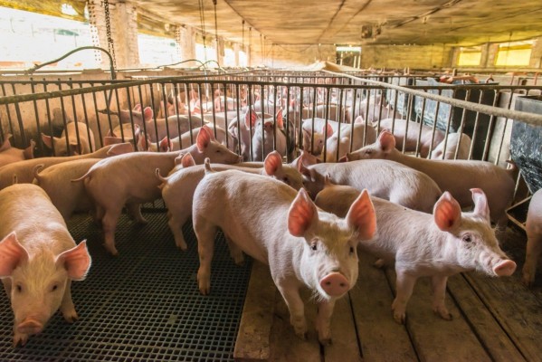 Agricultura publica el plan zoosanitario para 2025 de la Comunitat Valenciana