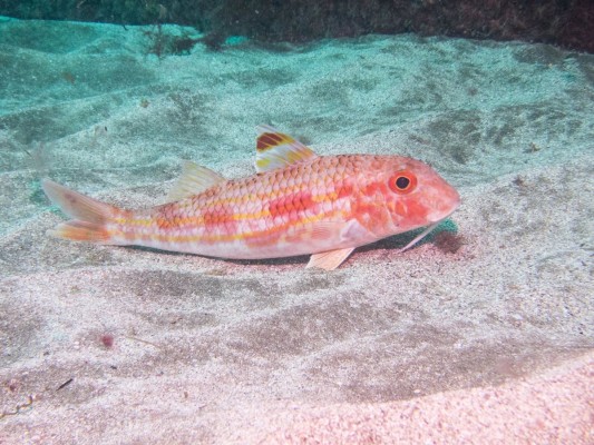 Investigadores diseñan dos indicadores de sensibilidad de las comunidades marinas al cambio climático y a la pesca