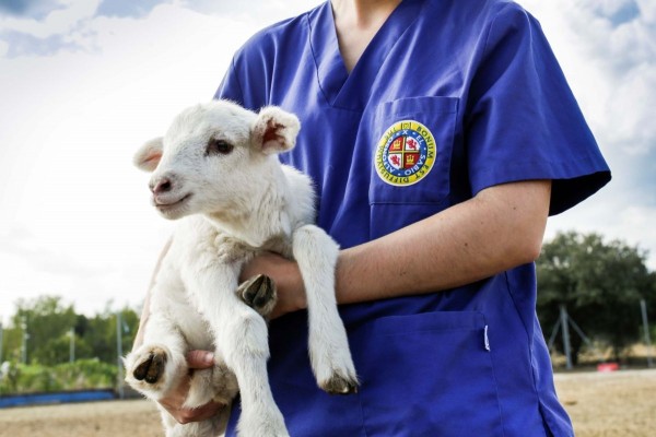 La Universidad Alfonso X el Sabio, pionera en la formación de competencias digitales para contribuir a un enfoque One Health en Veterinaria