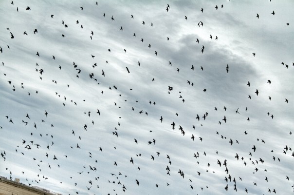 El cerebro de las aves tiene neuronas y circuitos diferentes al de los mamíferos