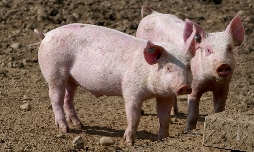 El revés de China al porcino valenciano: temor a una caída de los precios por el arancel del 20%