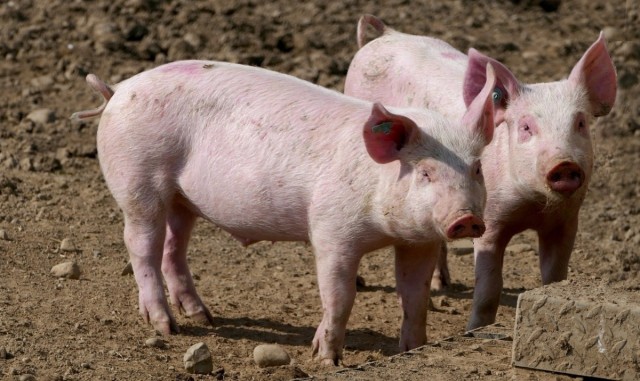 Casi 900 granjas de la Comunitat, pendientes de los efectos de la peste porcina en el comercio