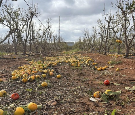 Los regantes cifran en 40.000 las hectáreas dañadas por la Dana en Valencia, 60.000 en toda España